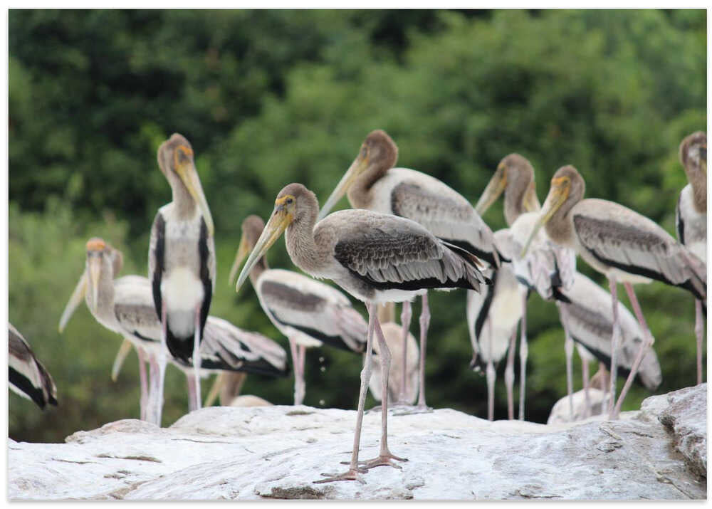 Graceful Storks