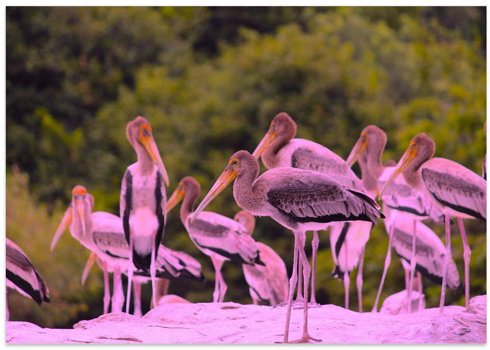 Pink Plumage Gathering