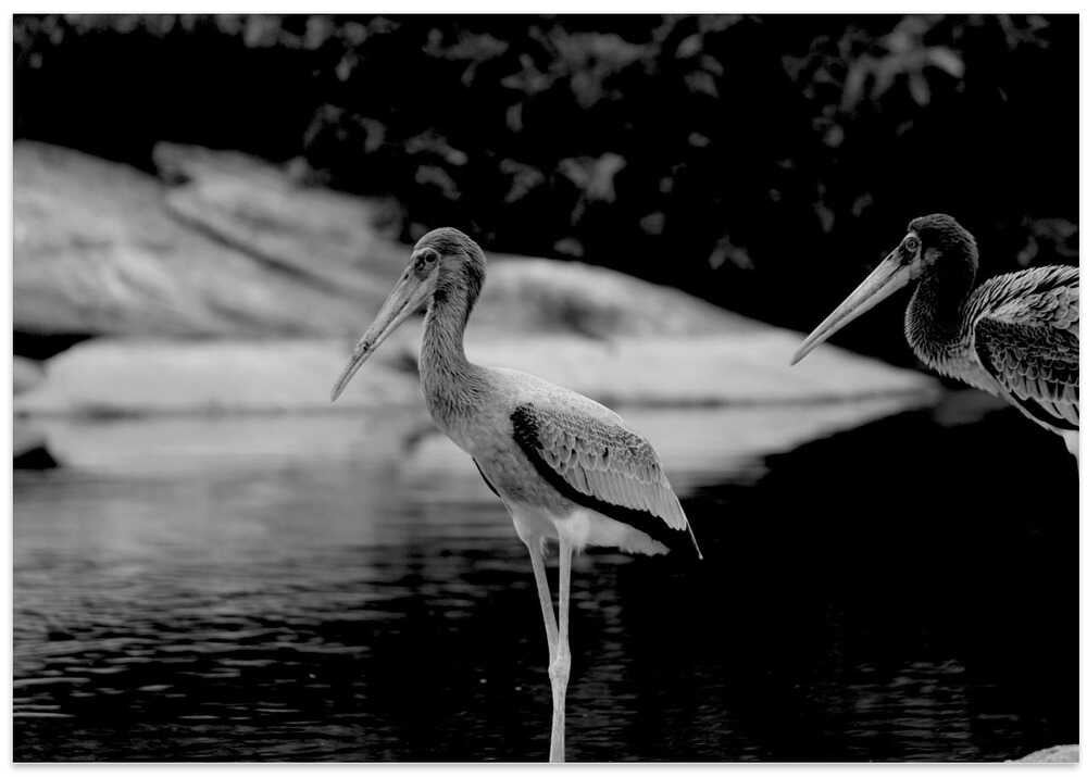 Serene Water Watchers