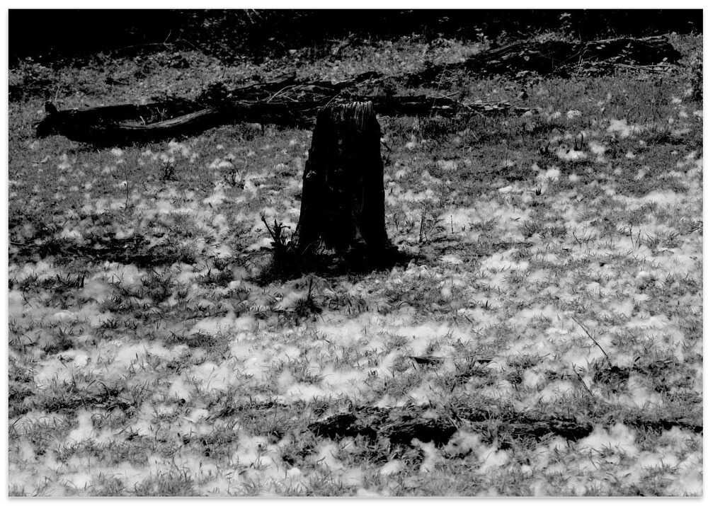 Silent Meadow Stump