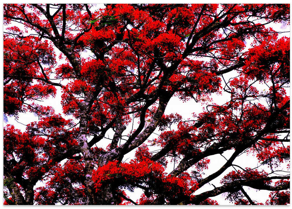 Crimson Canopy