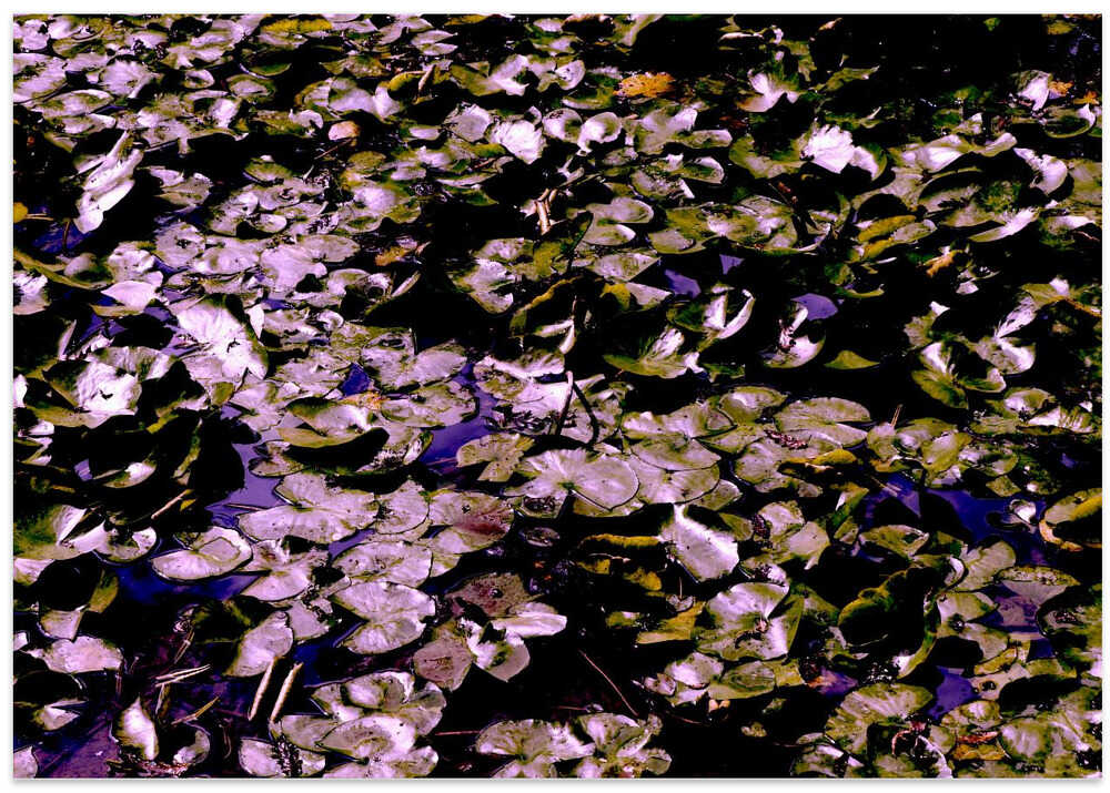 Lily Pad Symphony