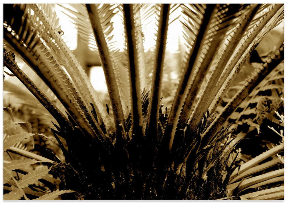Palm Frond Radiance