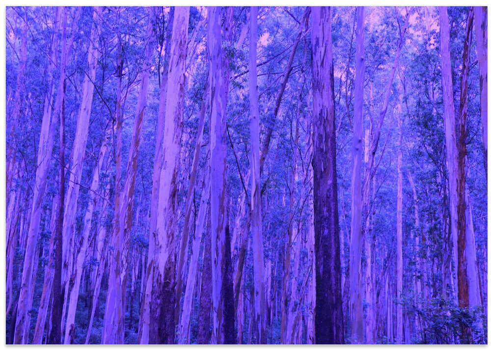 Purple Woodland Realm