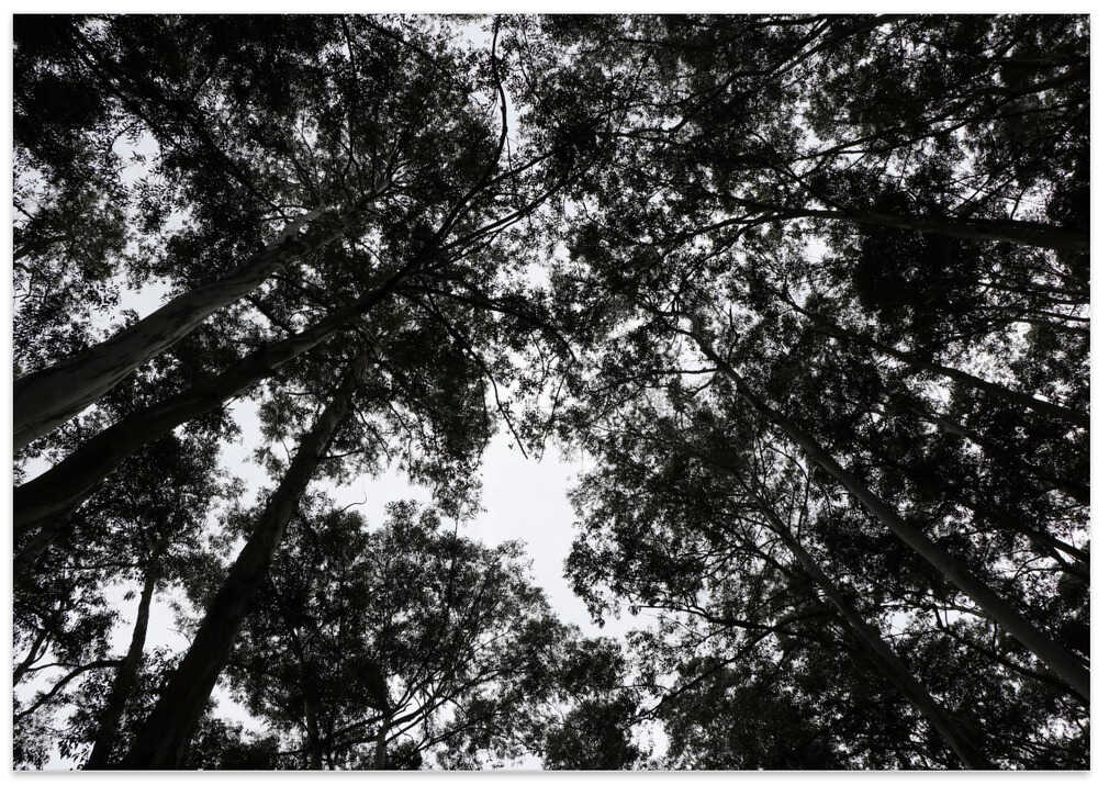 Forest Canopy Whisper
