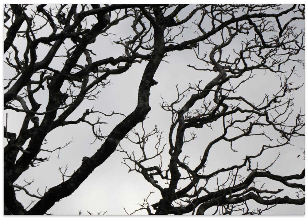 Winter's Tangled Web