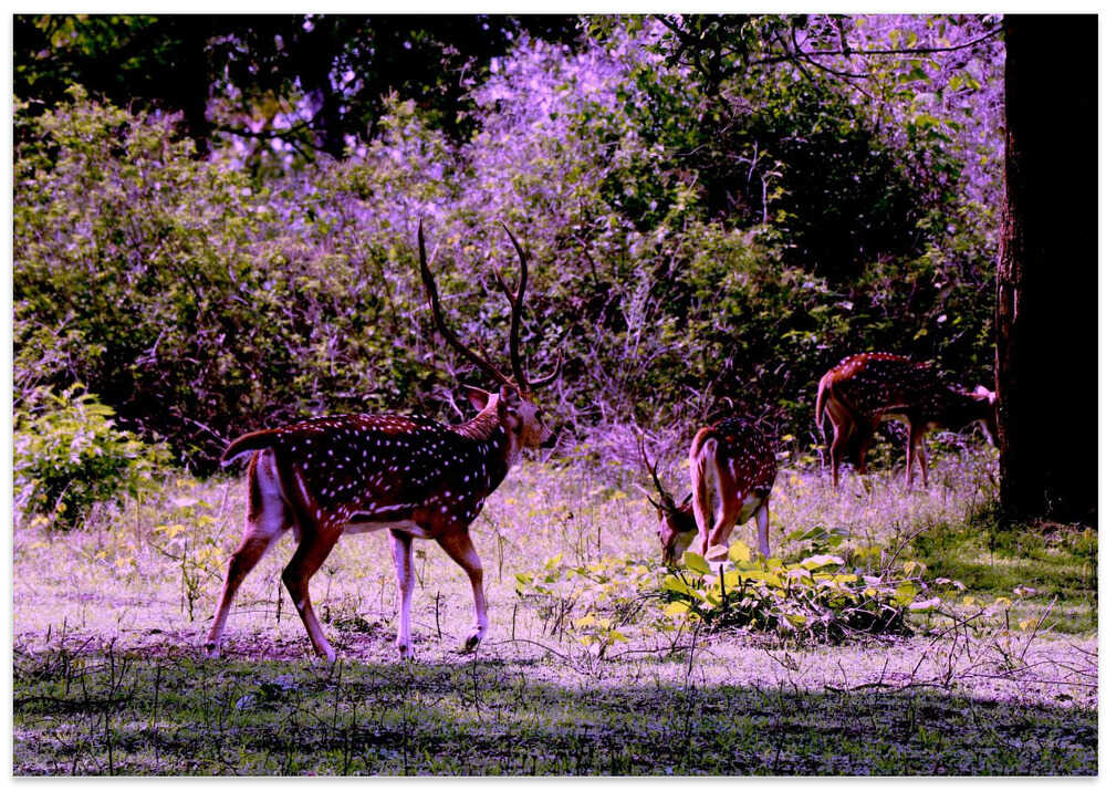 Whimsical Wilderness