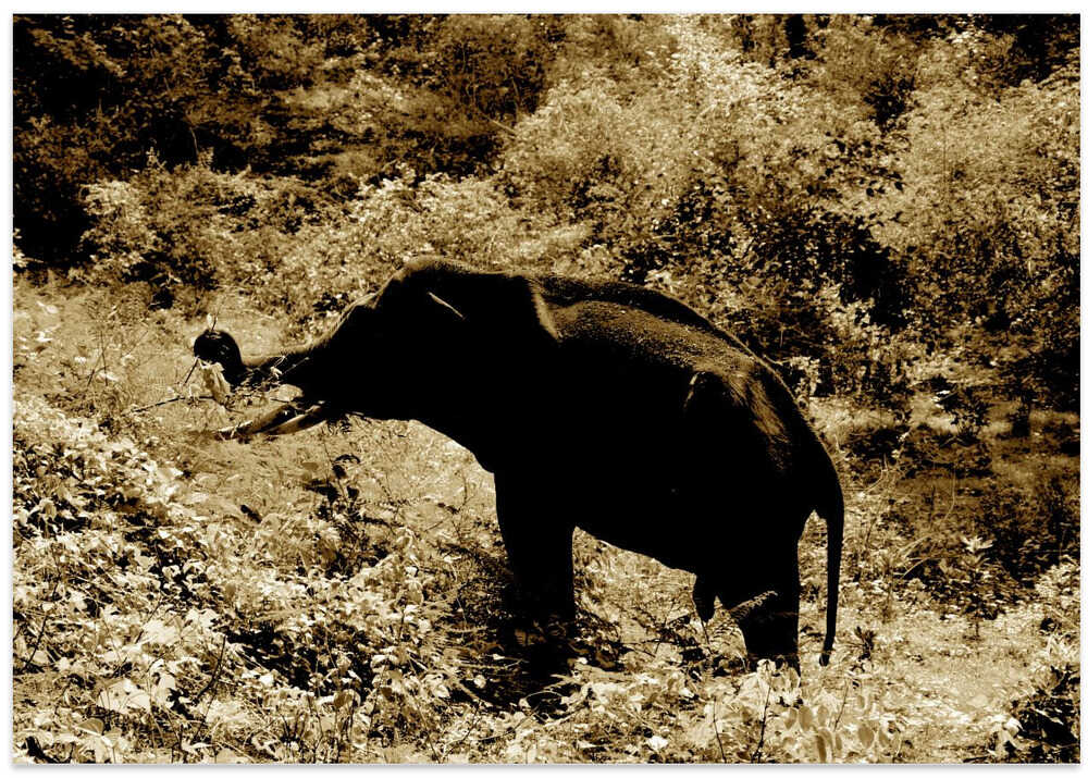 Sepia Elephant Stroll