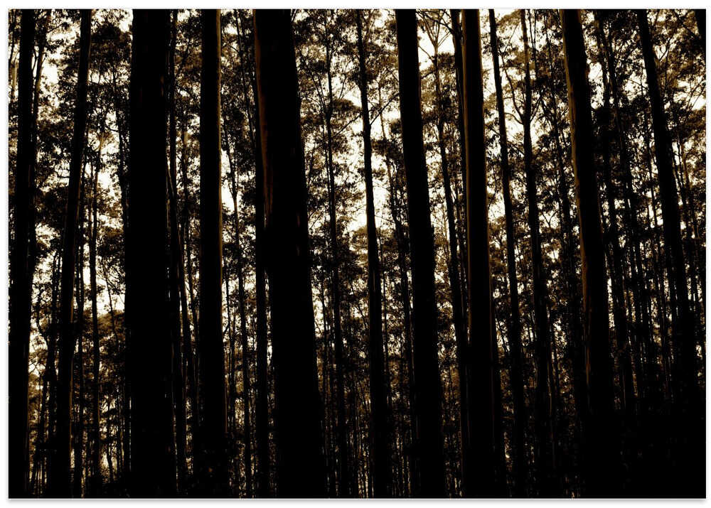 Silent Woods Whisper