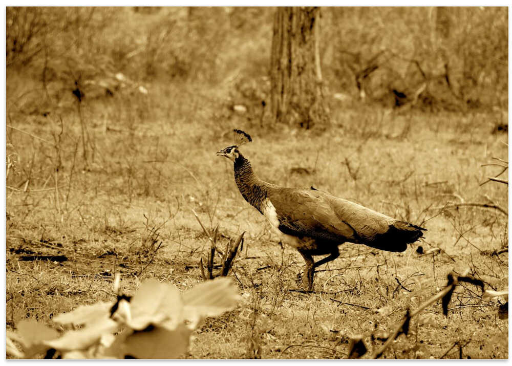 Sepia Wilderness Stroll
