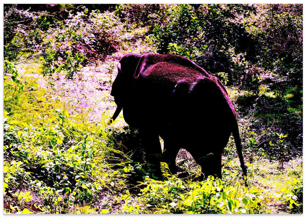 Elephant in the Wild