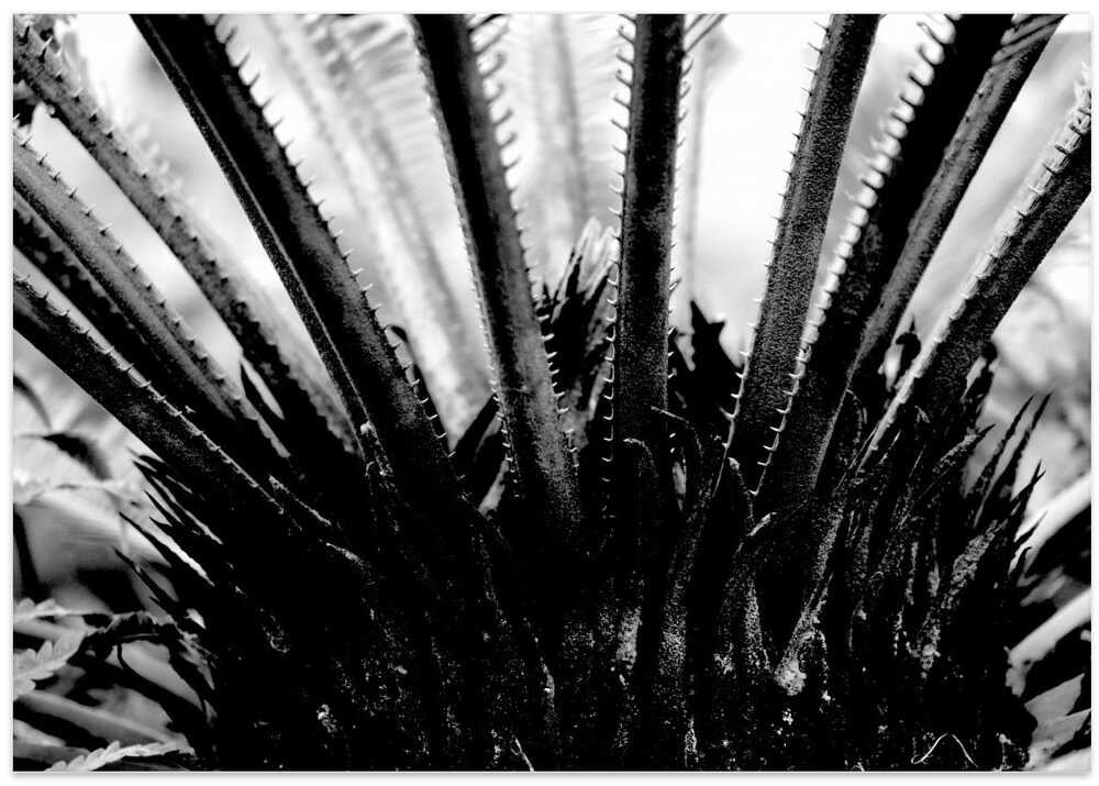 Spiky Elegance