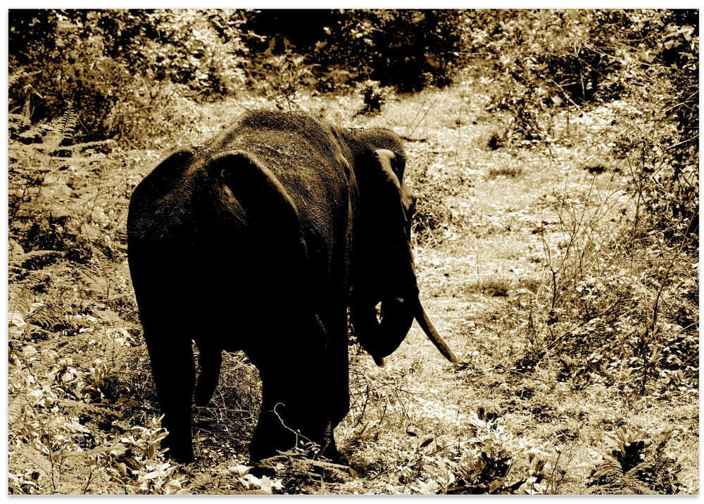 Majestic Forest Stroll