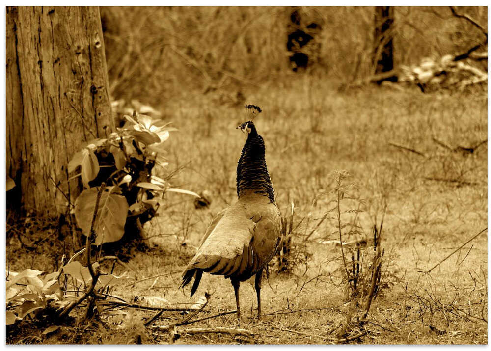 Sepia Wilderness