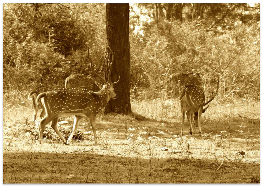 Majestic Deer Stroll