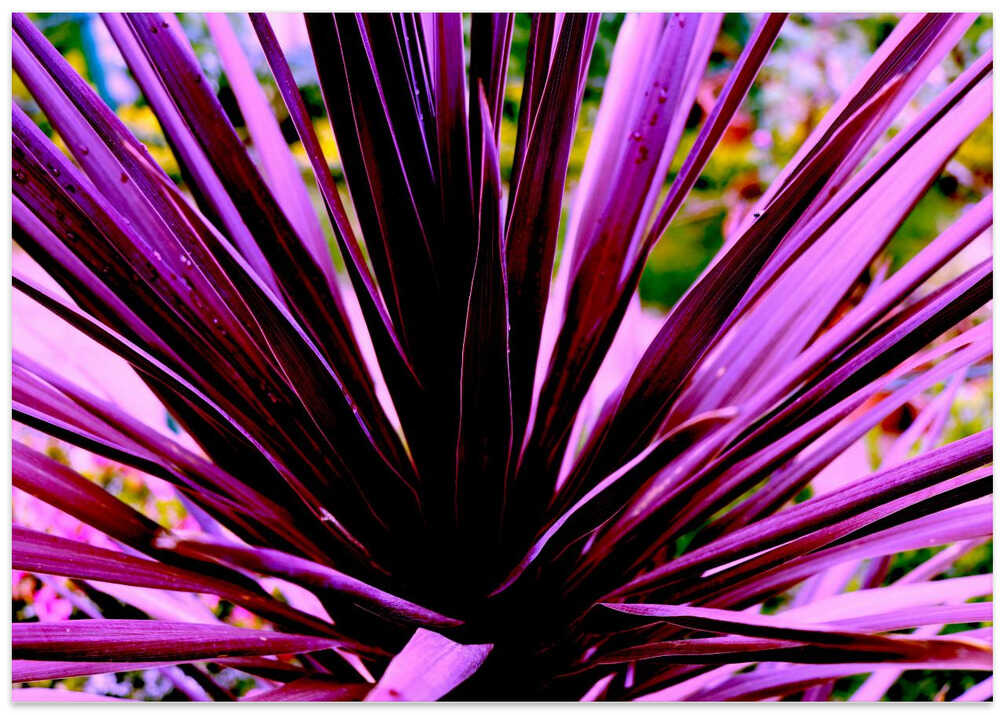Purple Frond Burst