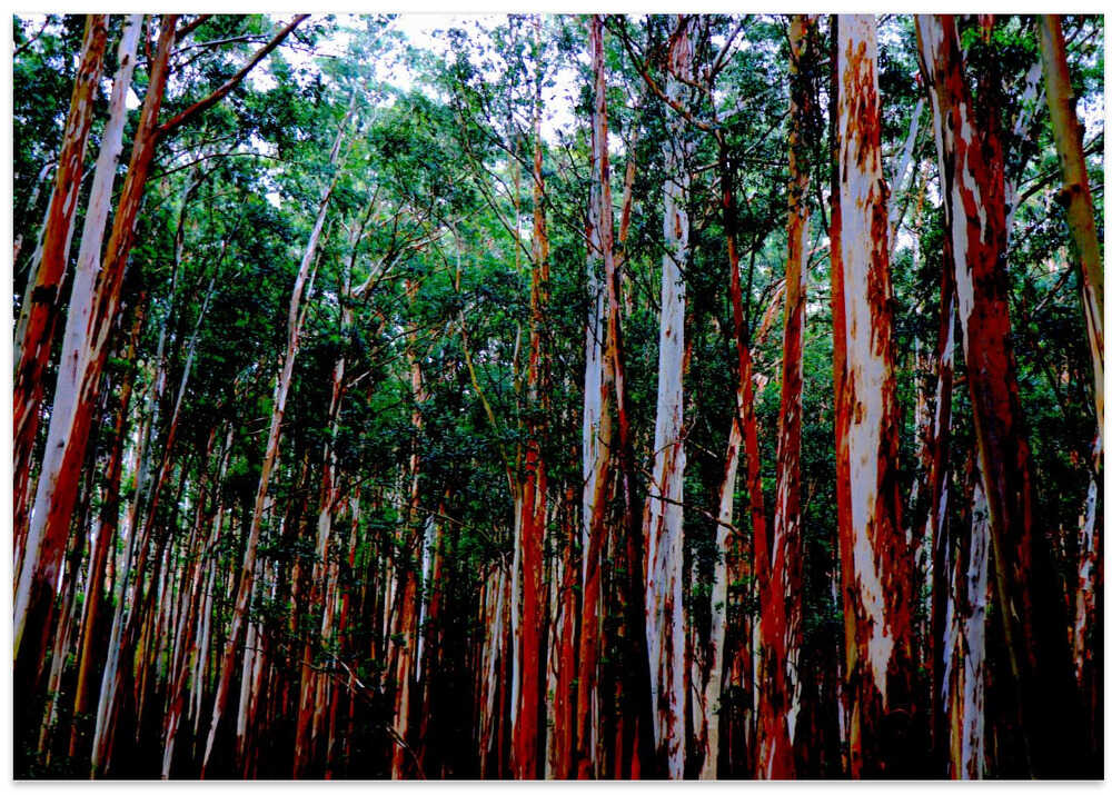 Eucalyptus Symphony