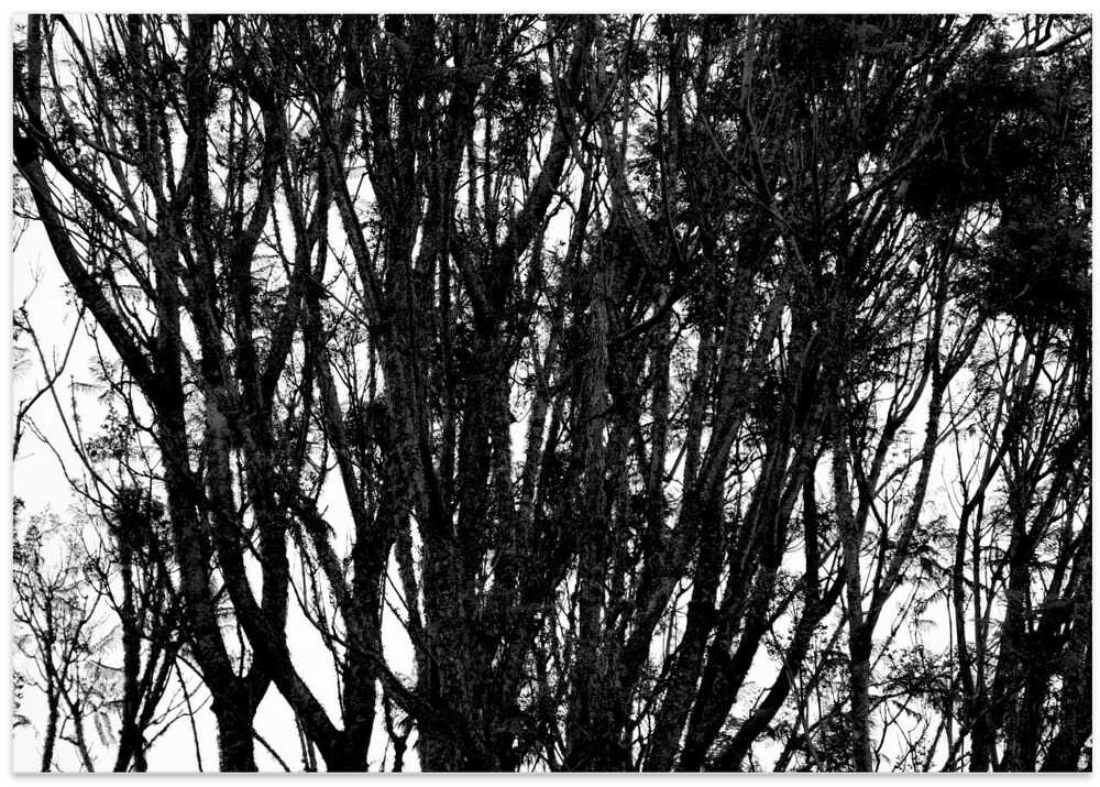 Whispering Branches