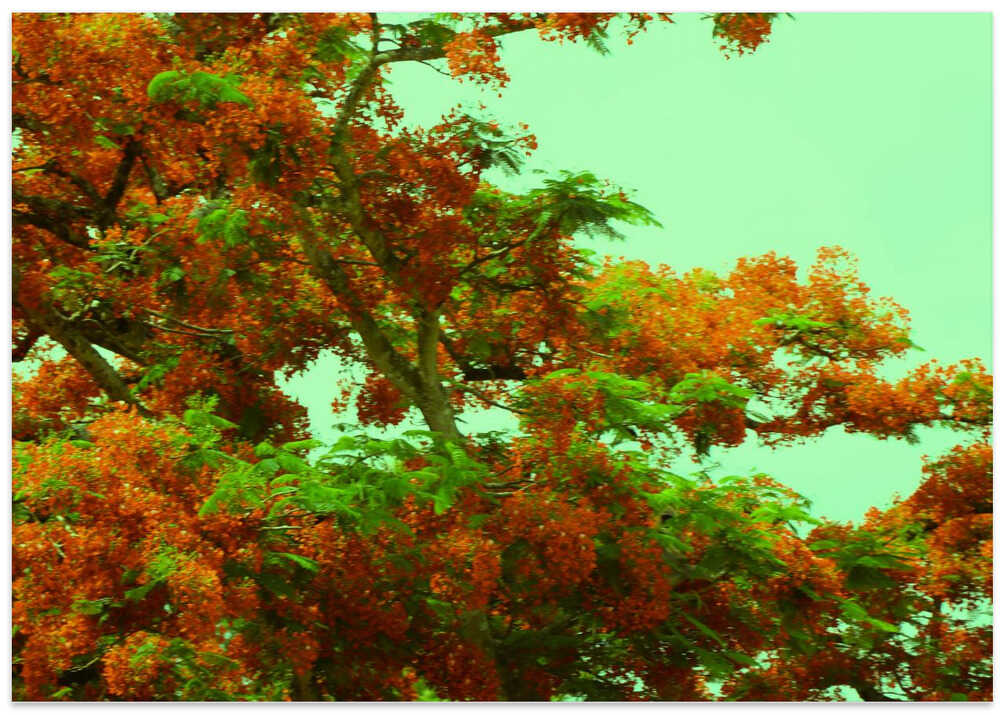 Flame Tree Blossom