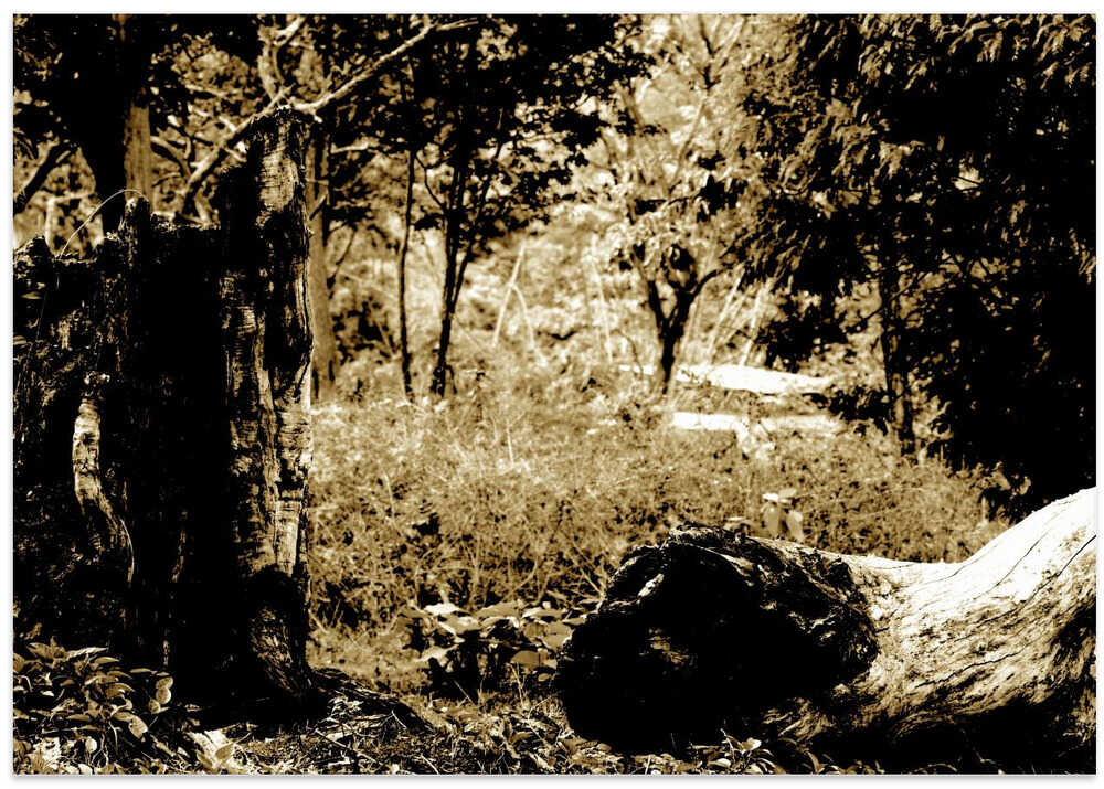 Timeless Woodland Scene