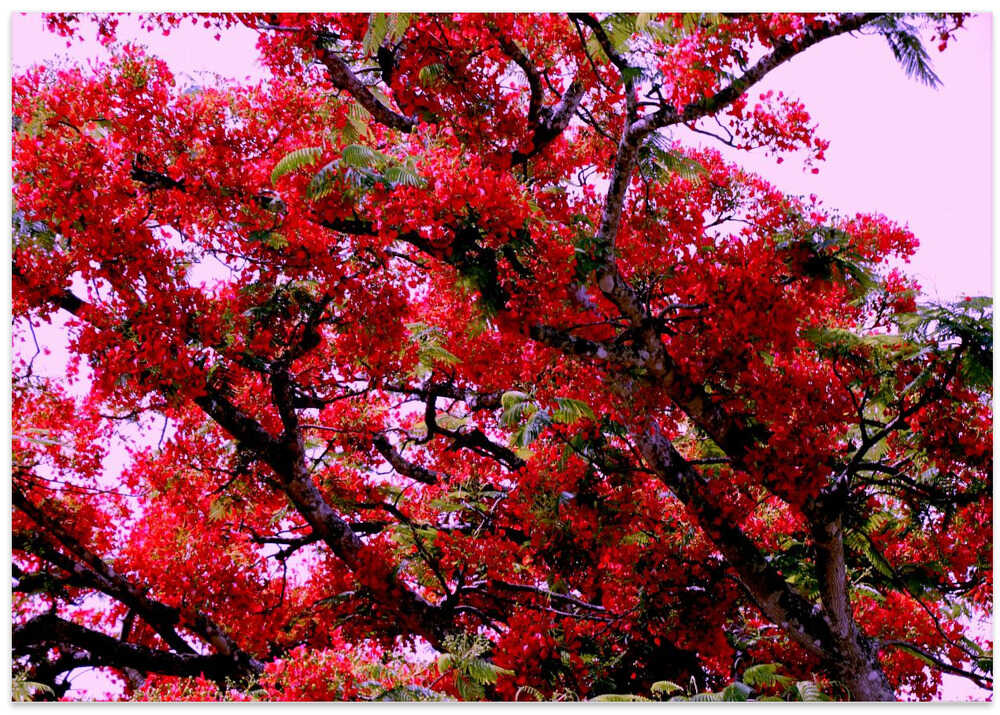 Crimson Canopy