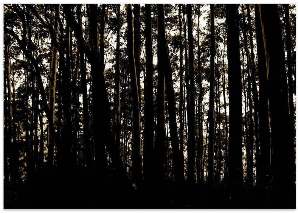 Silhouette Forest