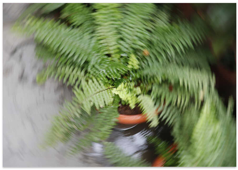 Swirling Fern Motion