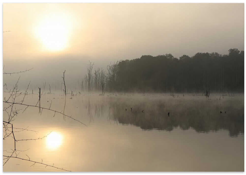 Misty Morning Serenity