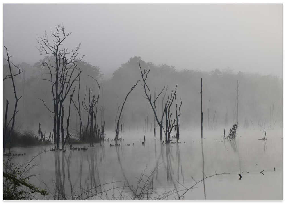 Misty Waterscape