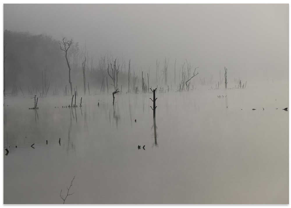 Misty Lake Silence