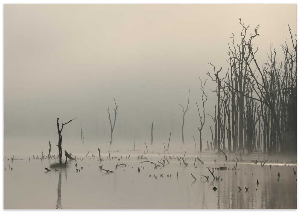 Misty Forest Reflections