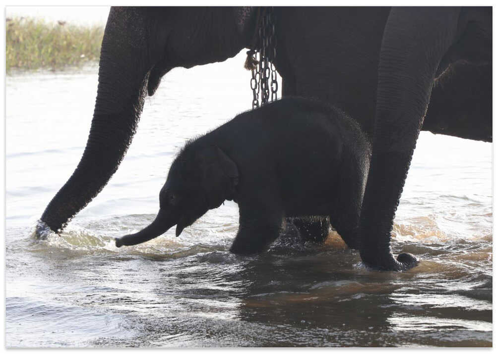 Elephant Dawn Playtime