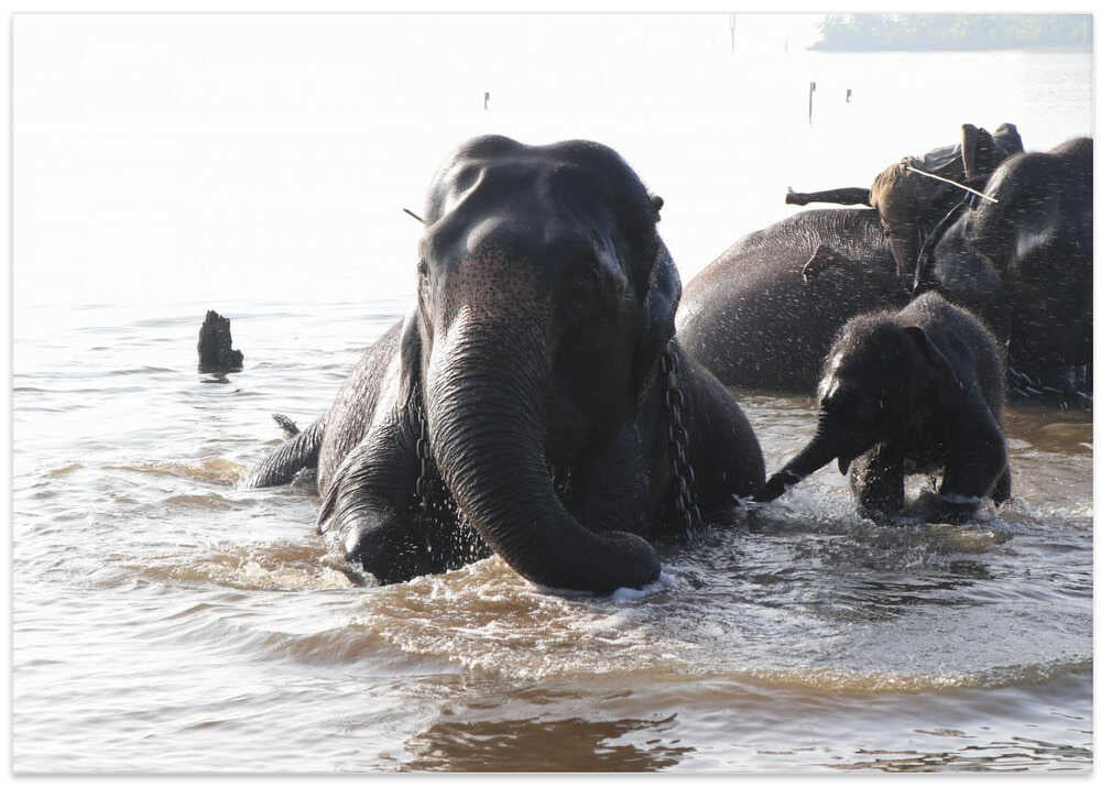 Elephant Splashing Joy