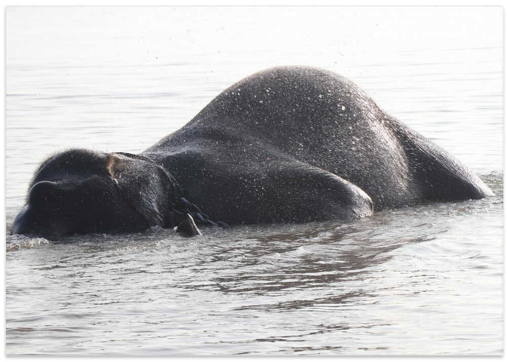 Elephant's Bathing Bliss