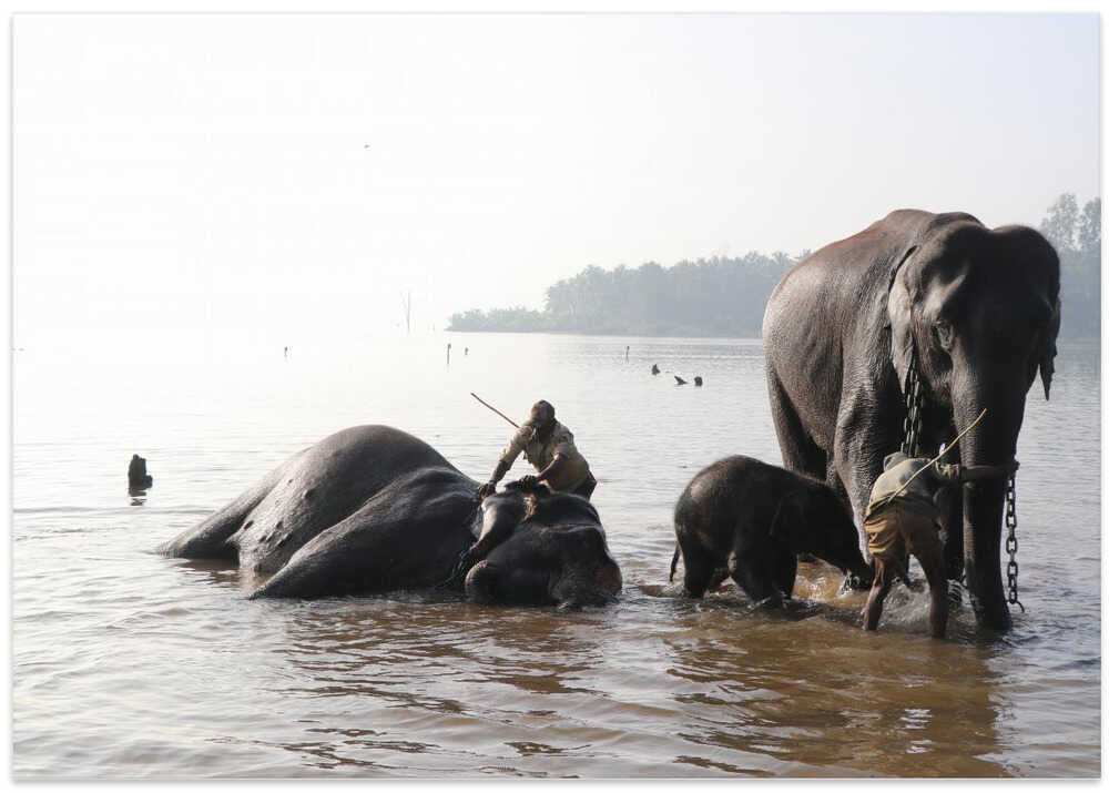 Elephants in River