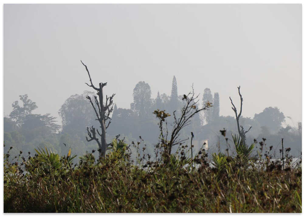Misty Forest Silhouettes