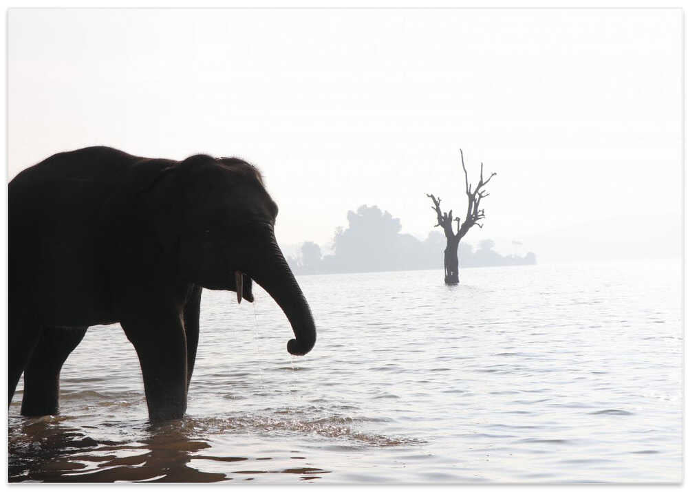 Elephant's Tranquil Stroll
