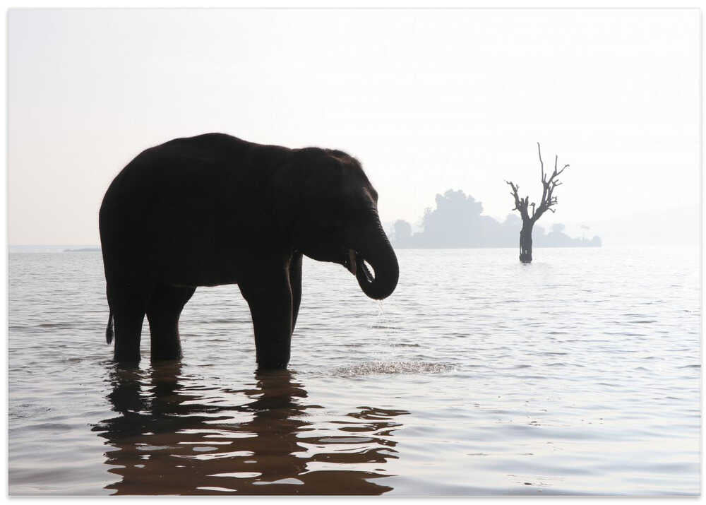 Elephant in the Mist