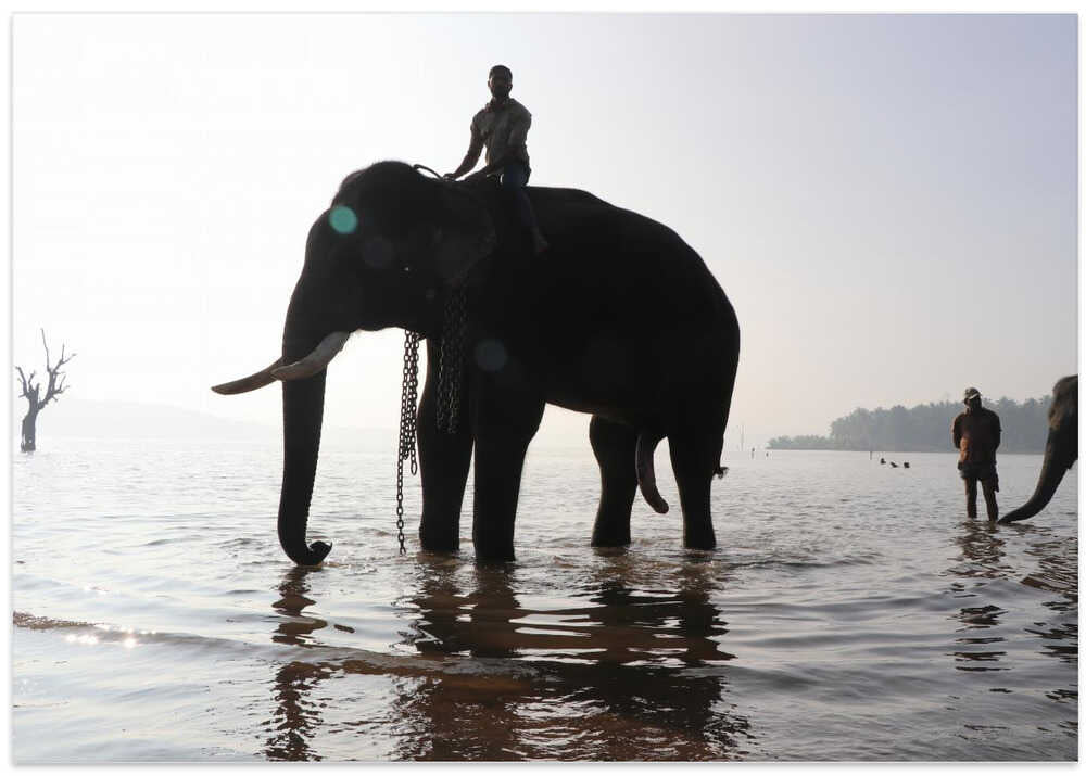River Elephant Ride
