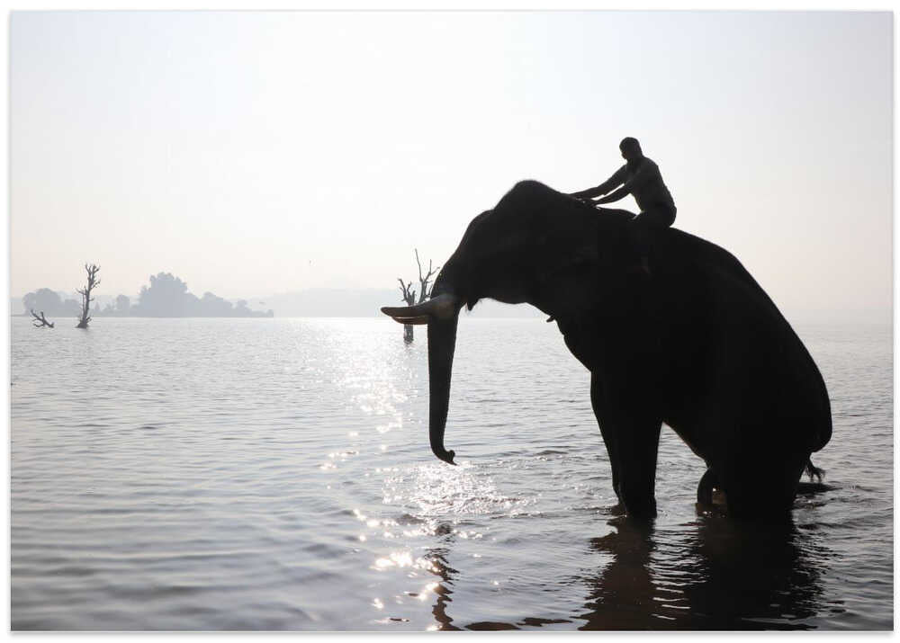 Elephant's Morning Stroll