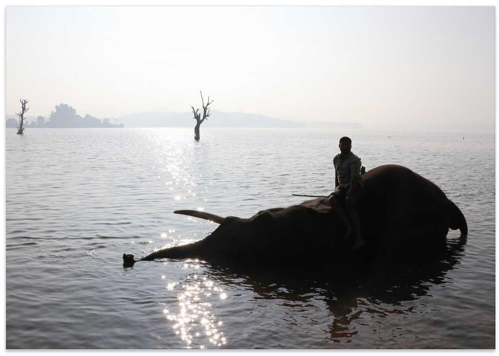 Elephant's Tranquility