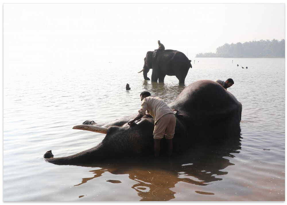 Elephant Bathing Ritual