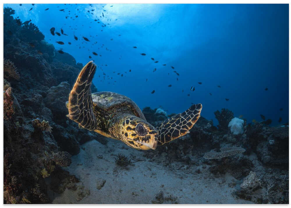 Hawksbill sea turtle