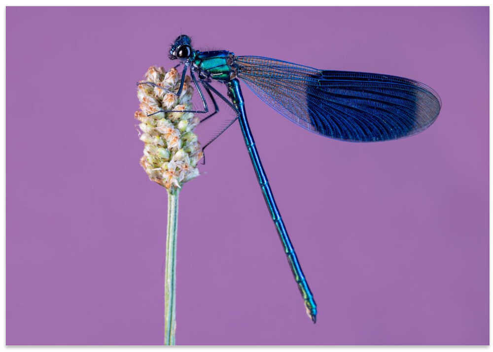 Common blue damselfly