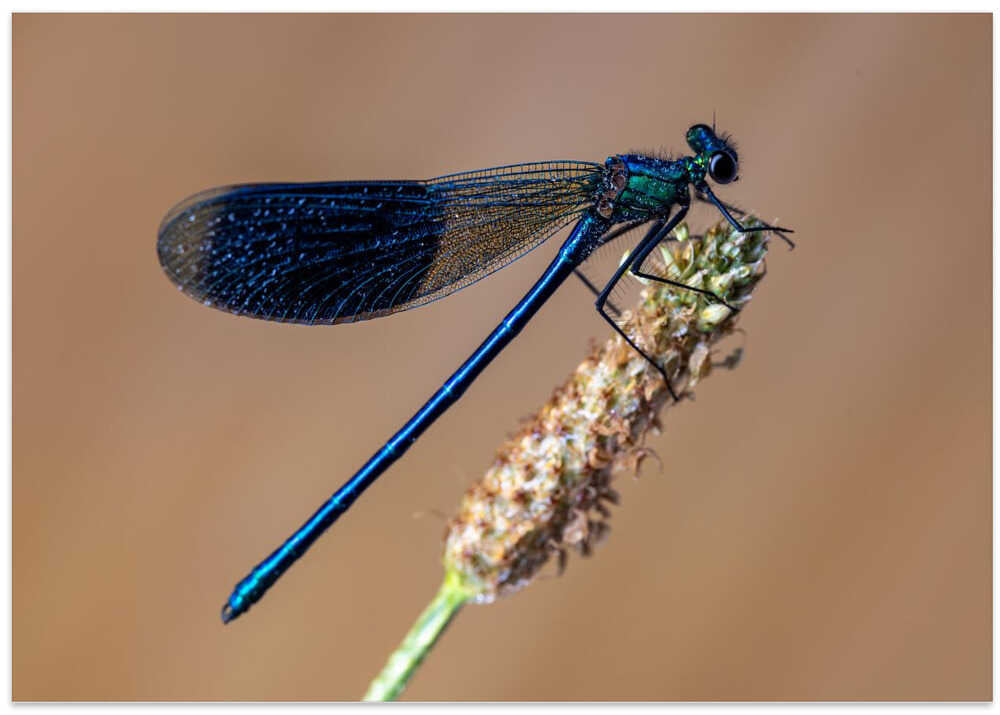Blue damselfly