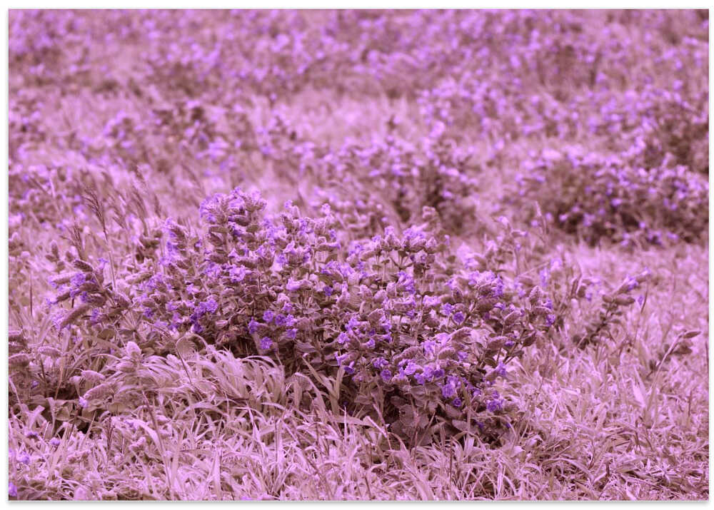 Lavender Tranquility