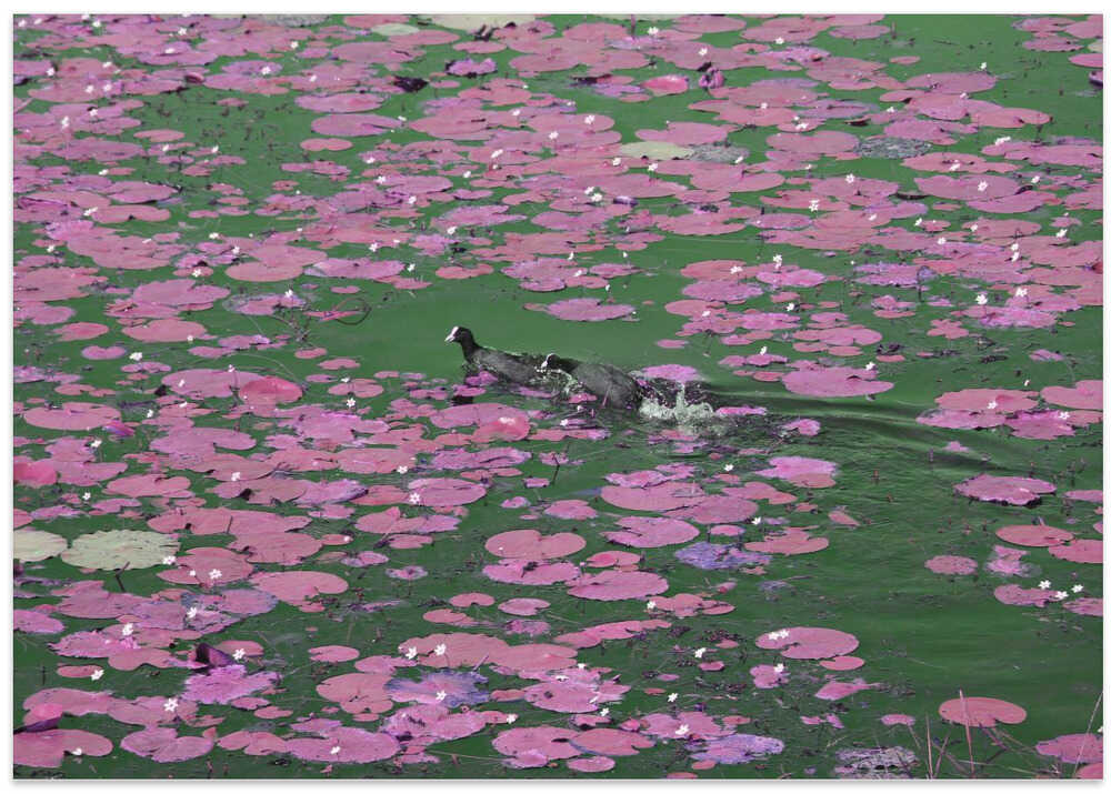 Lily Dance Waterscape
