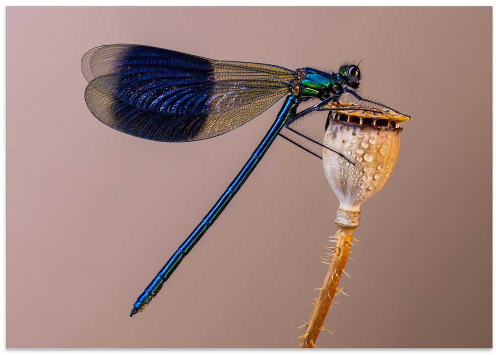 Damselfly
