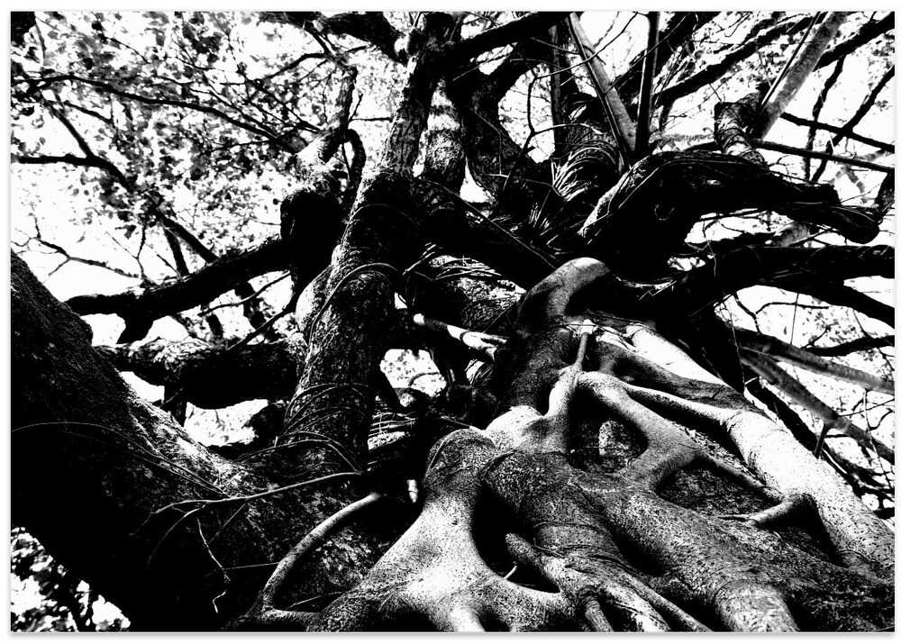 Tangled Canopy