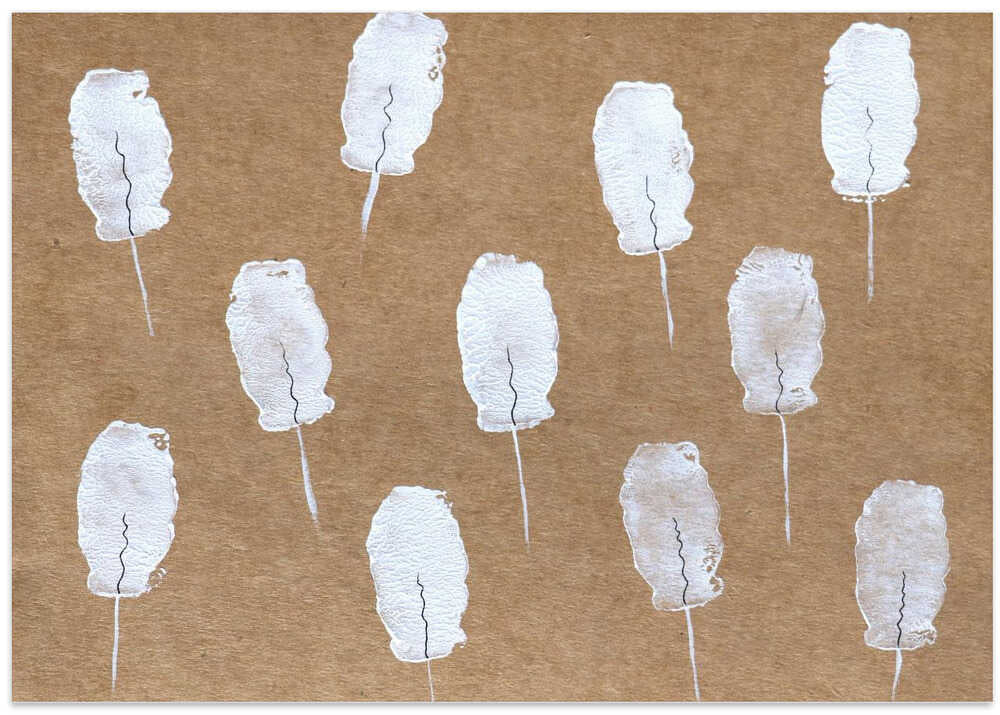 White Feathers Drift